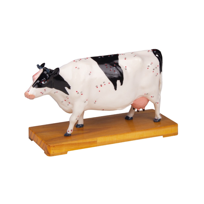 MODEL KRAVE ZA AKUPUNKTURO