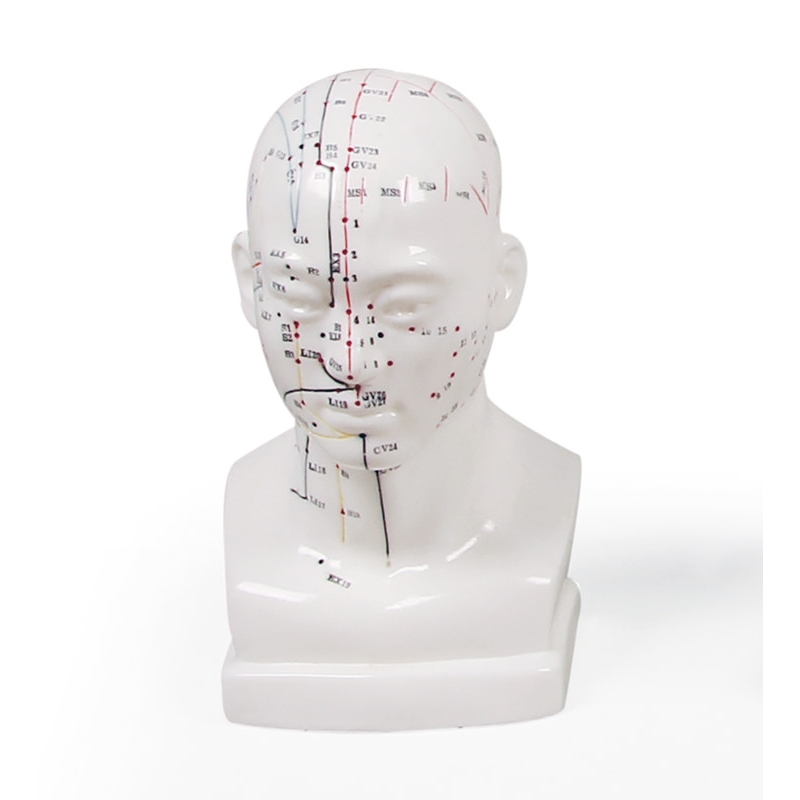 MODEL GLAVE ZA AKUPUNKTURO