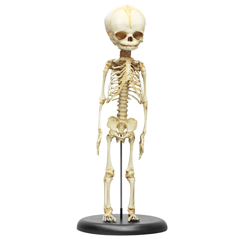 Okostje novorojenčka, 30. tednov