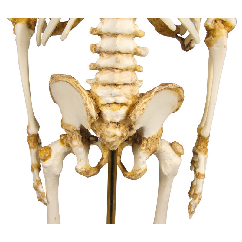 Okostje otroka, 14 do 16 mesecev