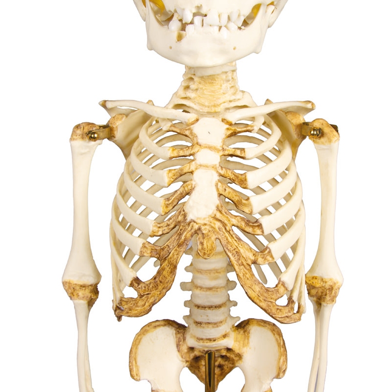 Okostje otroka, 14 do 16 mesecev