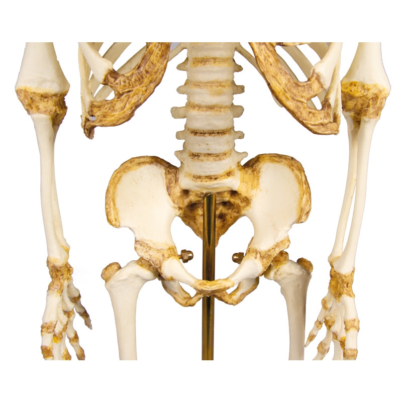 Okostje otroka, 14 do 16 mesecev