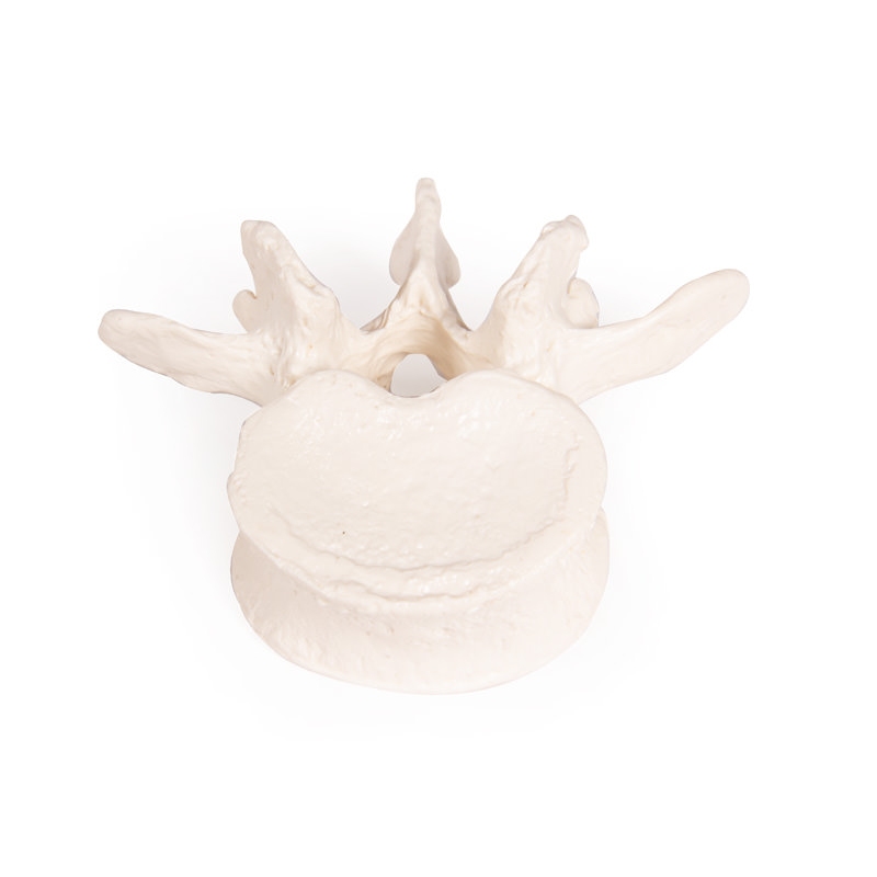 Nesestavljeno polovično okostje (zbirka kosti)