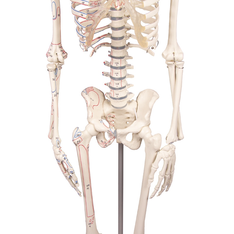 Miniaturni okostnjak 