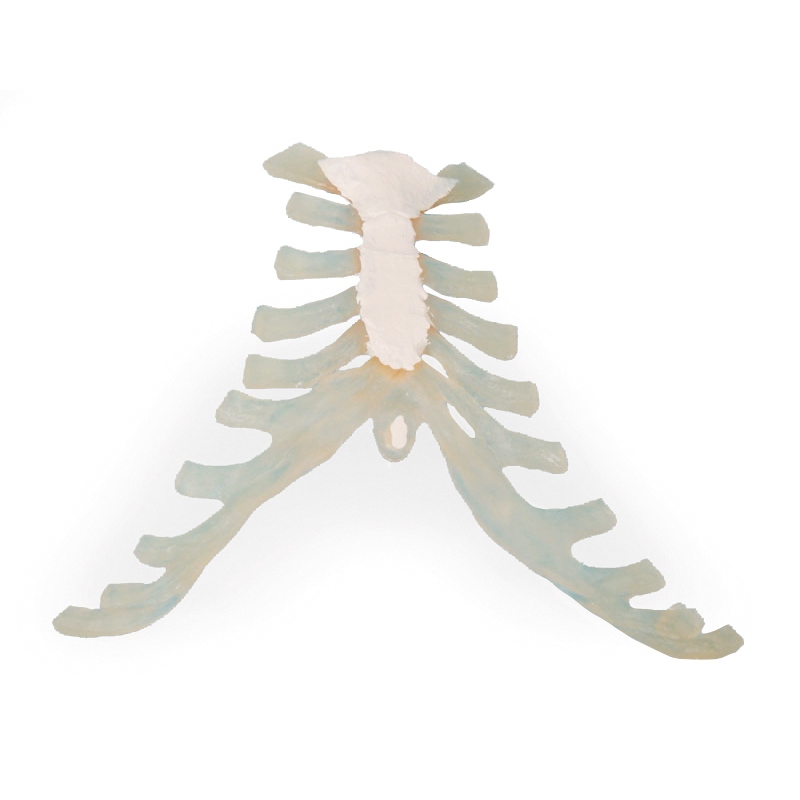 Sternum