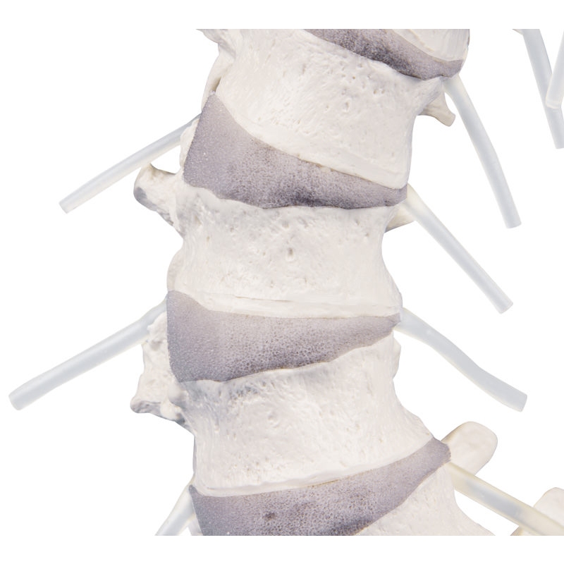 Hrbtenica z medenico