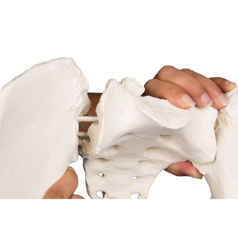 Ženska medenica s križnico