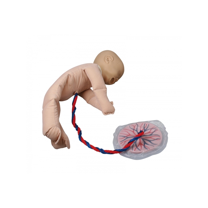 Ženska medenica z lutko ploda