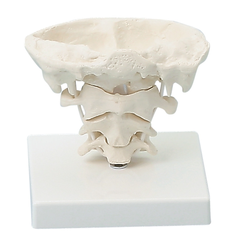 Artikulacije glave, naravna velikost s stojalom