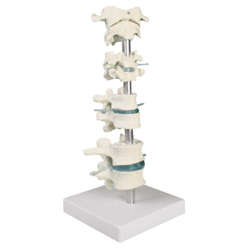 Zbirka vretenc, 8 vretenc s stojalom