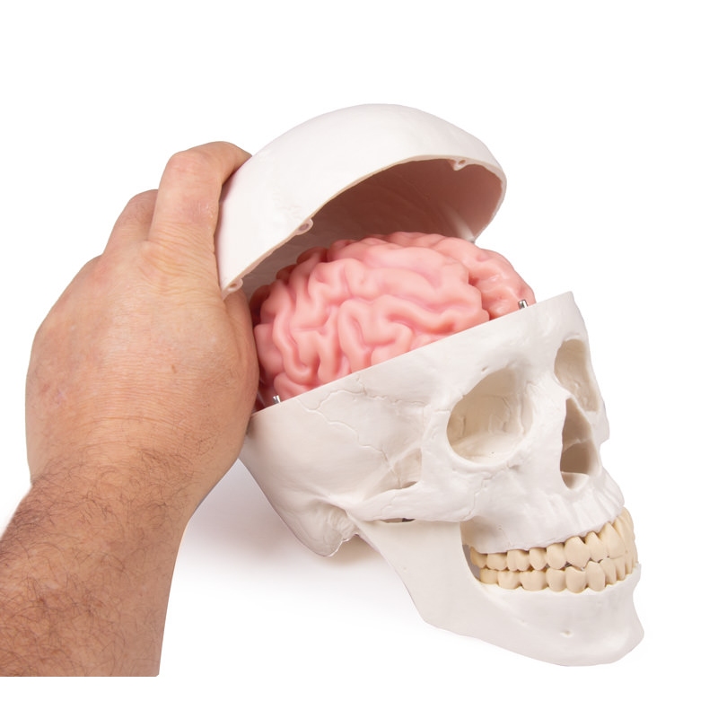 Model lobanje, 3 deli - EZ Augmented Anatomy