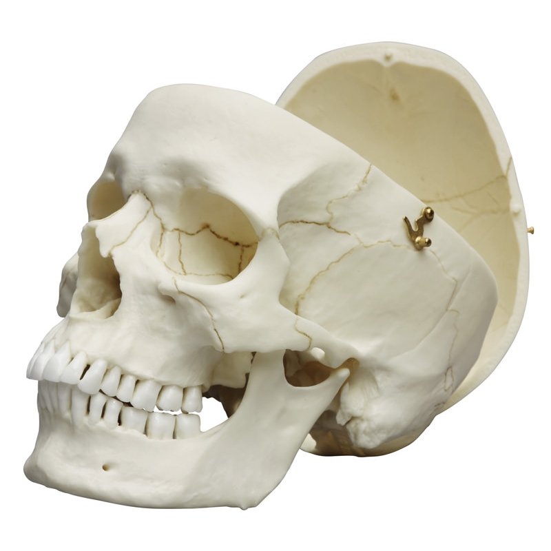 Lobanja odraslega, moški