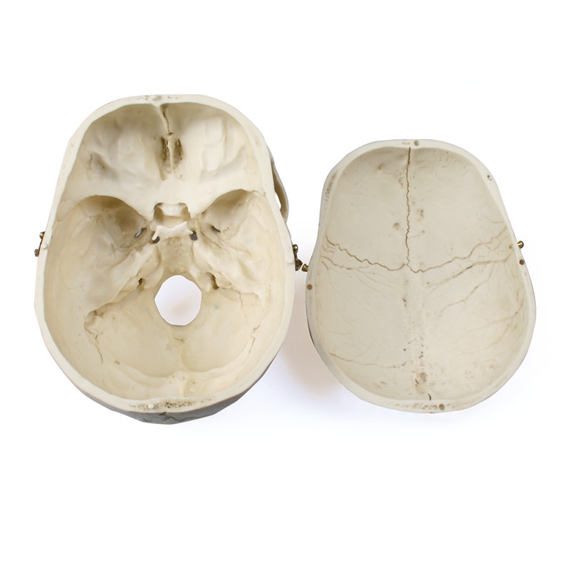 Lobanja odraslega, moški