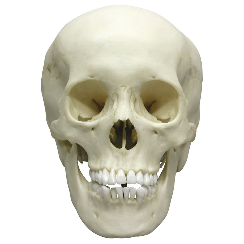 Mladostniška lobanja, ženska