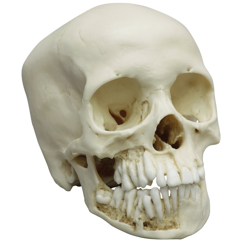 Otroška lobanja, 12 let