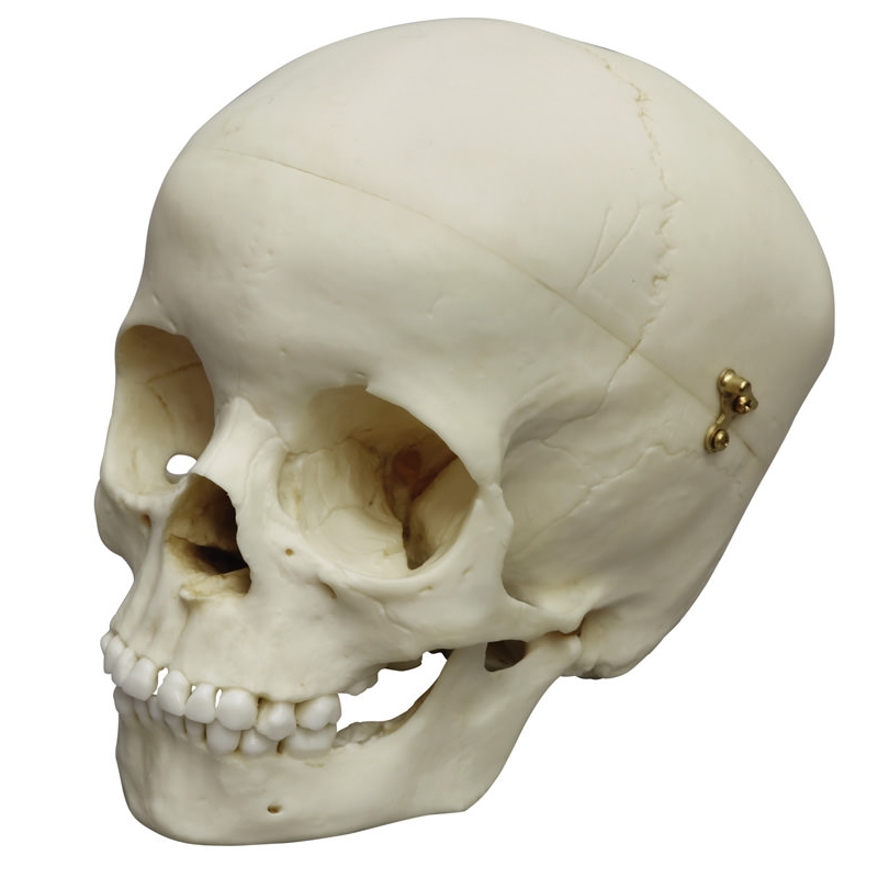 Otroška lobanja, 5 let