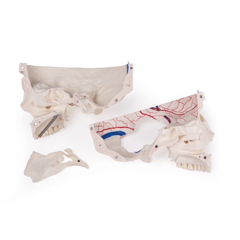 Deluxe demonstracijska lobanja; 14-delna; za napredne študije