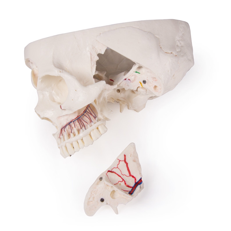 Deluxe demonstracijska lobanja; 14-delna; za napredne študije