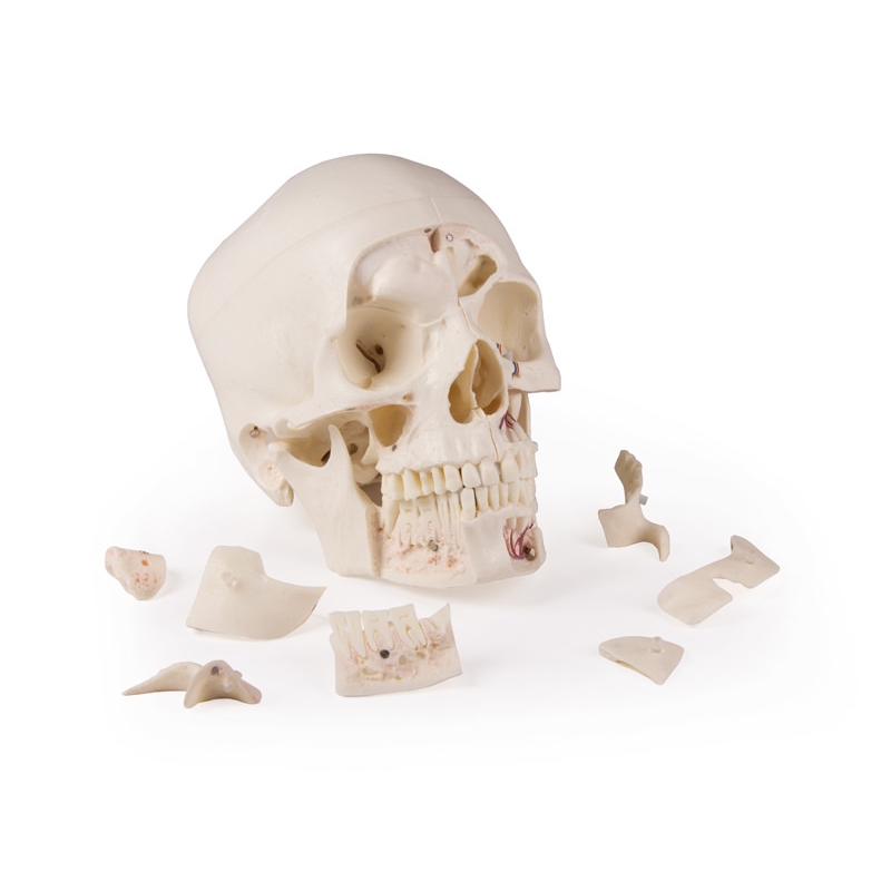 Deluxe demonstracijska lobanja; 14-delna; za napredne študije
