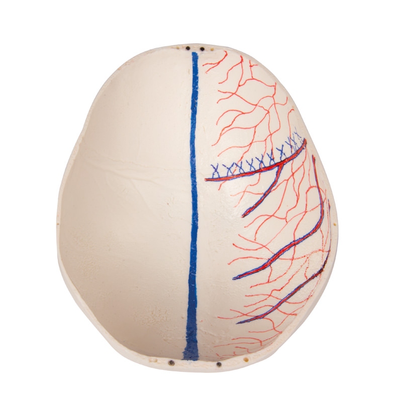 Razkošna demonstracija Otroška lobanja; 14 kosov; za napredne študije