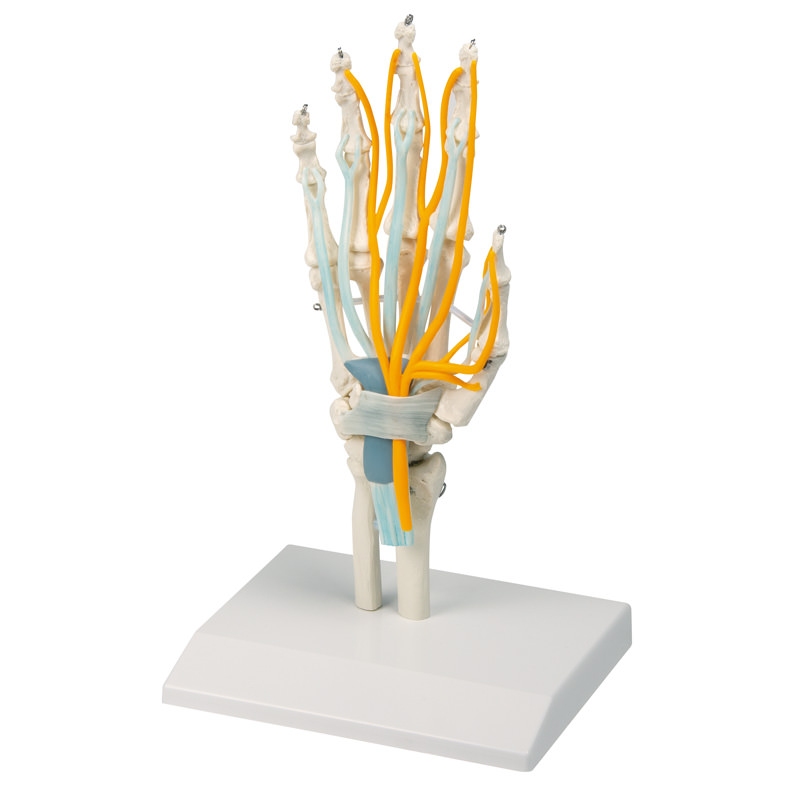 Roka s kitami, živci in karpalnim tunelom