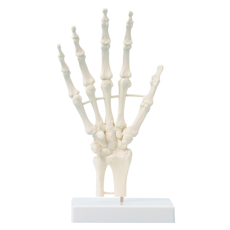 Skelet roke, model bloka