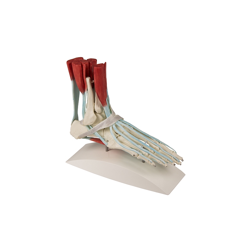 Skelet stopala z vezmi