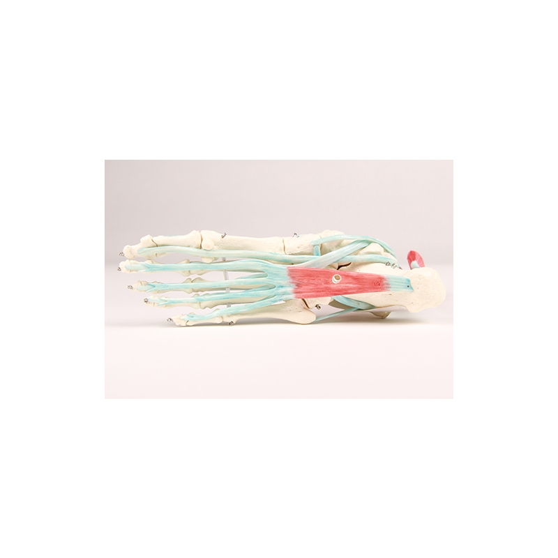 Skelet stopala z vezmi