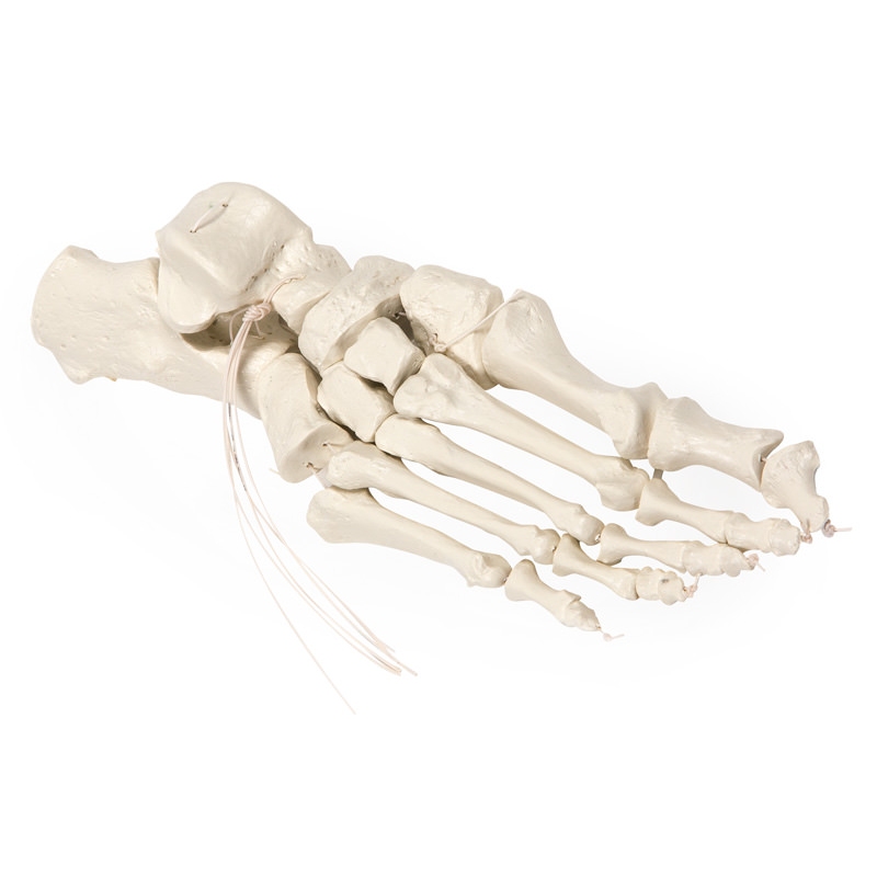 Okostje stopala na najlonu