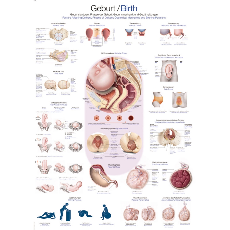 Graf Rojstvo, 70x100cm (Angleški)