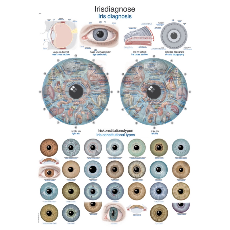Diagram Diagnoza šarenice, 70x100cm (Angleški)