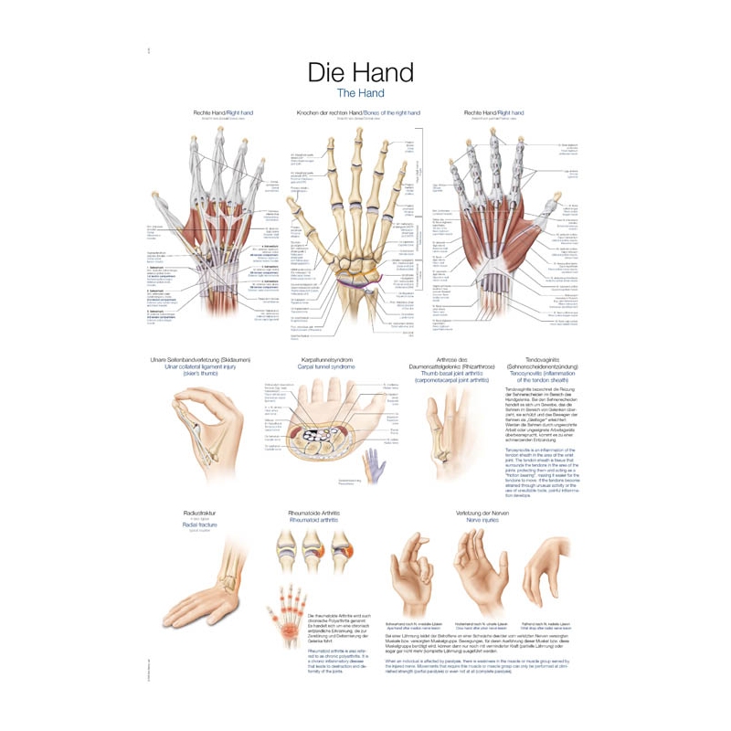 Graf Roka, 70x100cm (Angleški)
