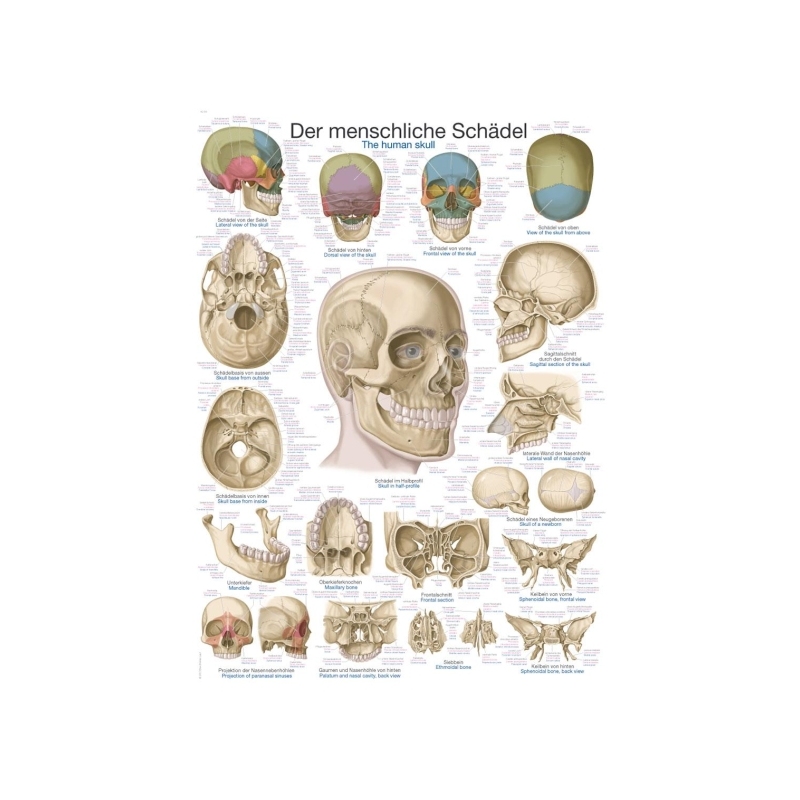 Graf Človeška lobanja, 50x70cm (Angleško, Nemško, Latinsko)