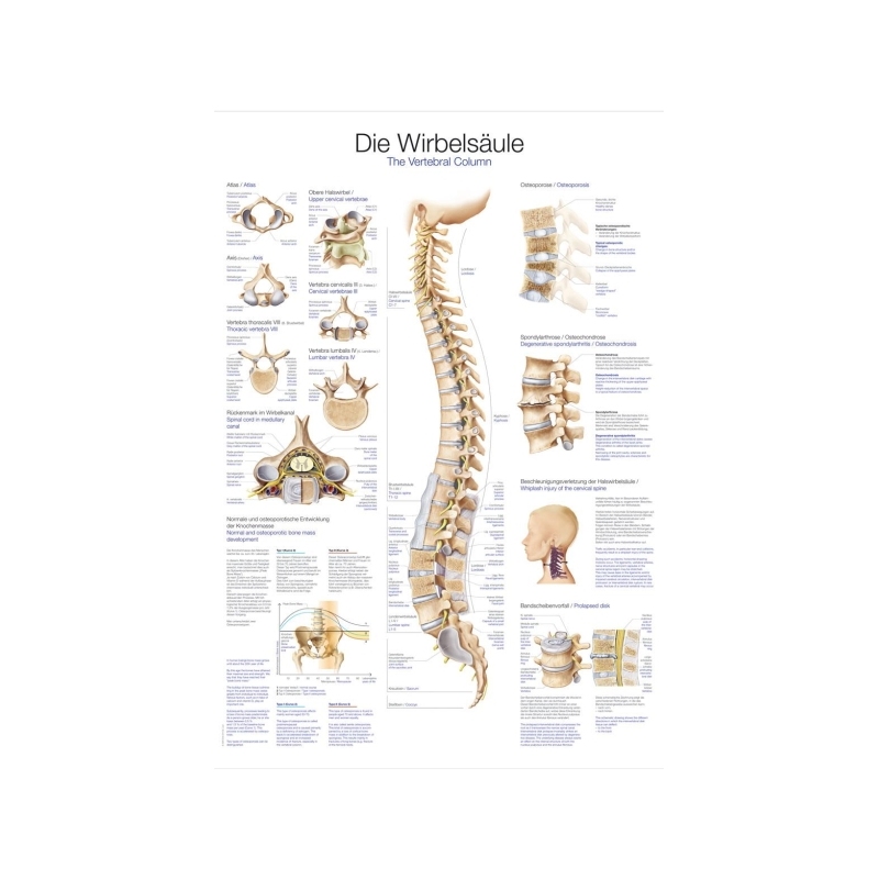 Graf Hrbtenica, 50x70cm (Angleško)