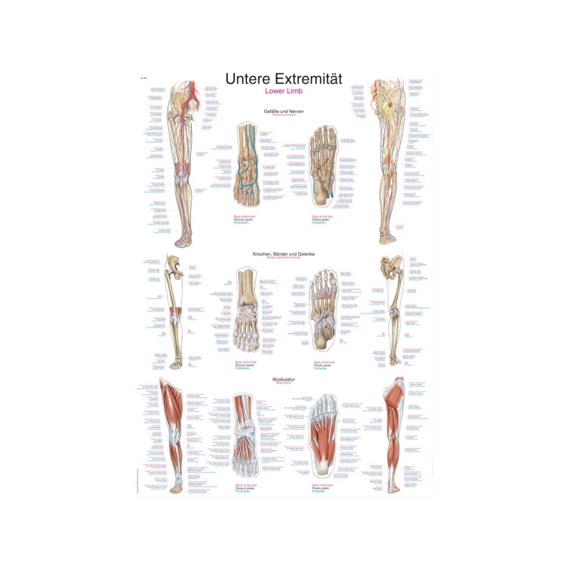 Diagram Spodnje okončine, 50x70cm (Angleško)
