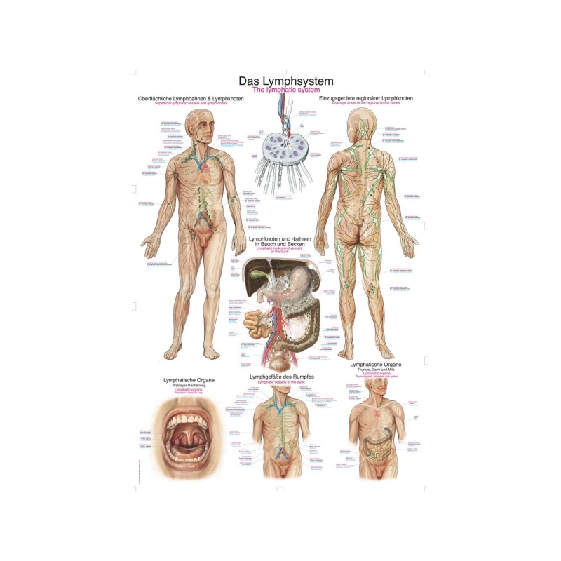 Graf Limfni sistem, 50x70cm (Angleško)