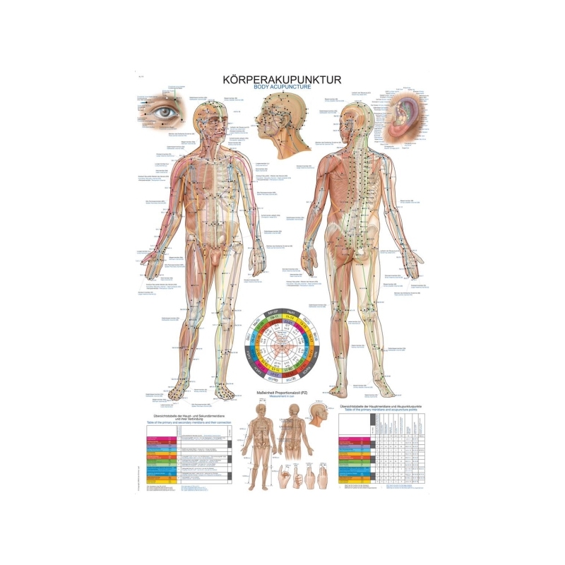 Graf Akupunktura telesa, 50x70cm (Angleško)