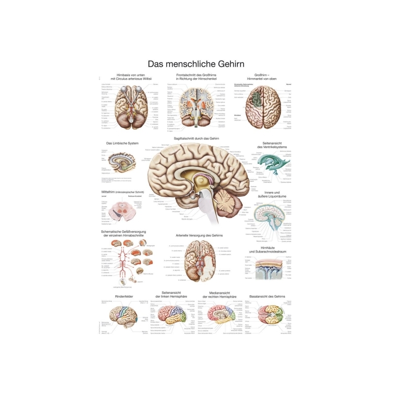 Diagram Človeški možgani (nemško), 50x70cm