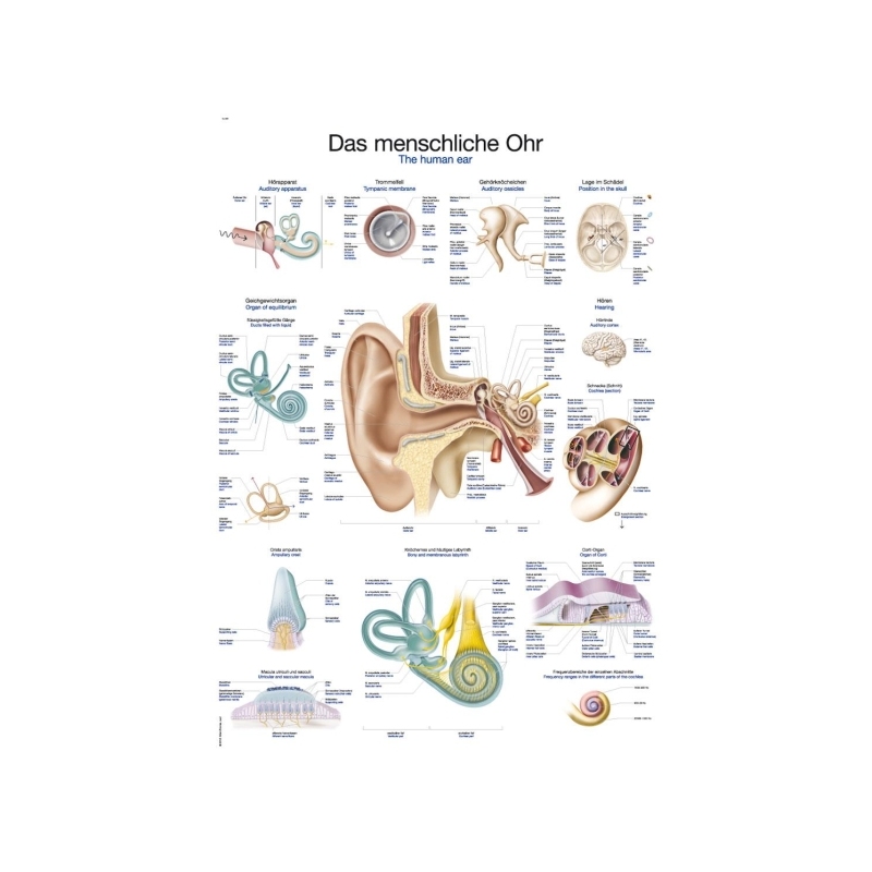 Graf Človeško uho, 50x70cm