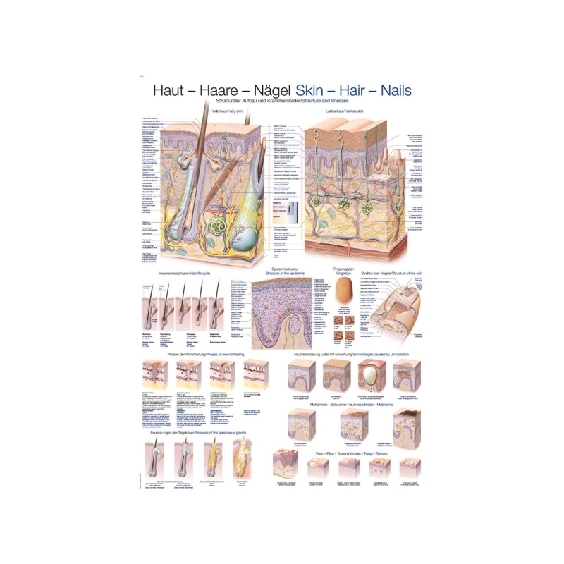 Graf Koža, lasje in nohti, 50x70cm (Angleško)