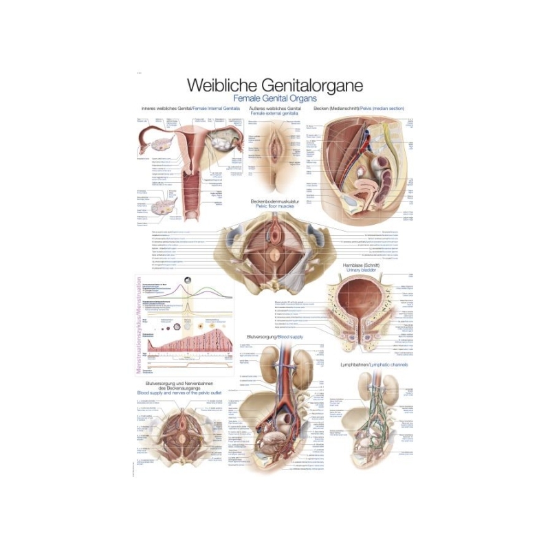 Graf Ženski spolni organi, 50x70cm (Angleško)