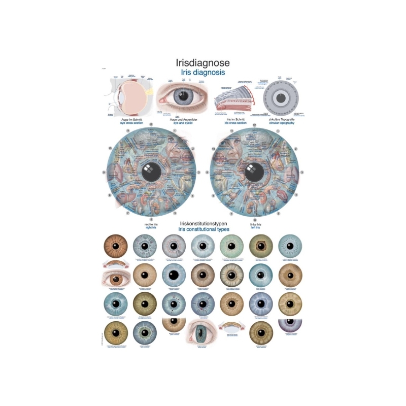 Diagram Diagnoza šarenice, 50x70cm (Angleško)