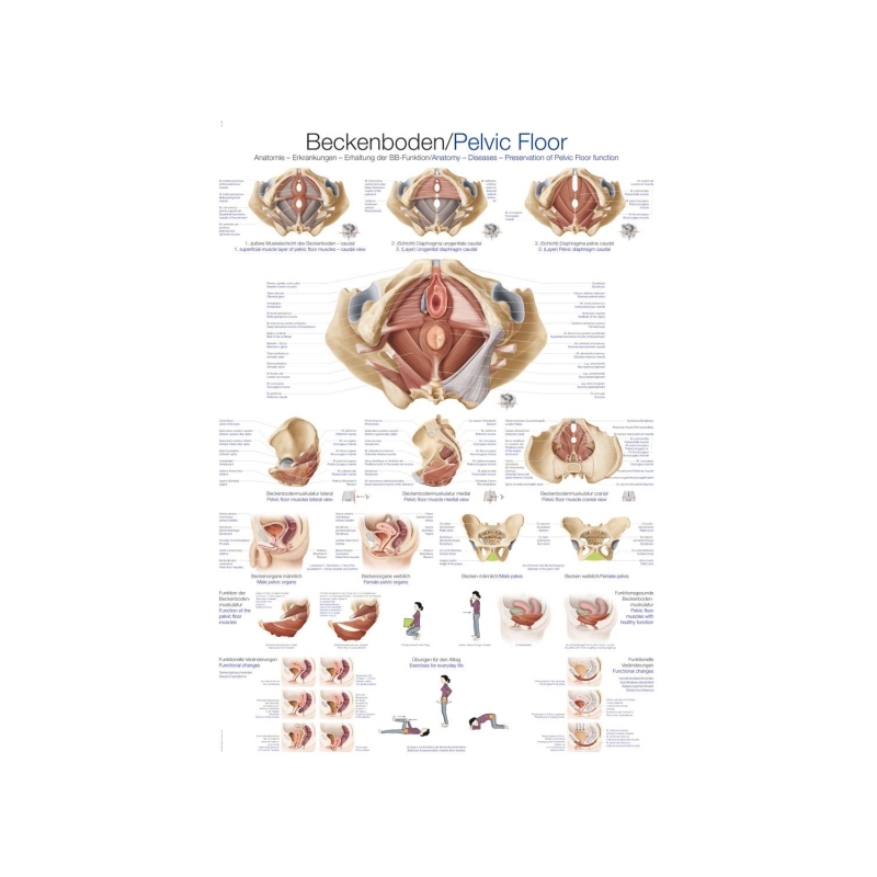 Diagram Medenično dno, 50x70cm (Angleško)