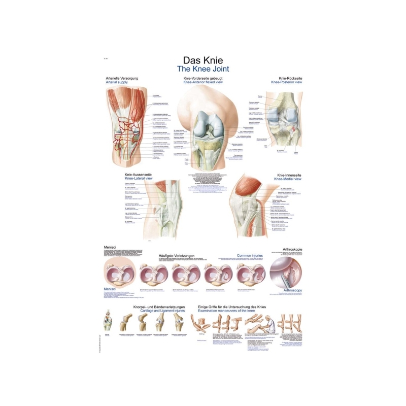 Graf Ramena in komolci, 50x70cm (Angleško)