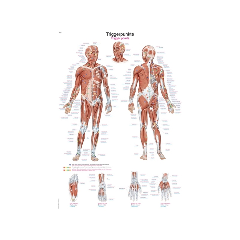 Diagram Trigger točke, 50x70cm (Angleško)