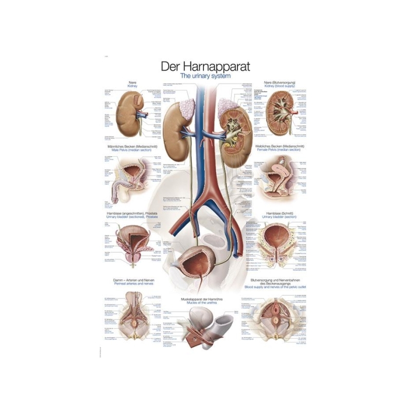 Diagram Urinski sistem (Angleško)