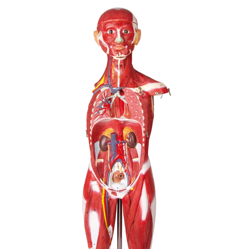Mišična figura, 30 delov, 85 cm