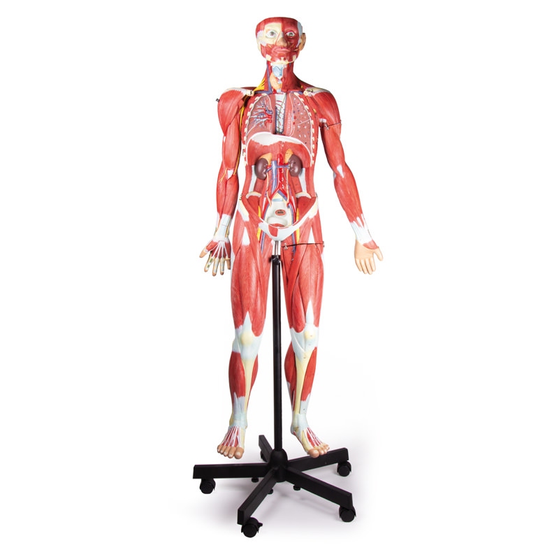 Mišična figura, 2/3 naravne velikosti, 32 delov