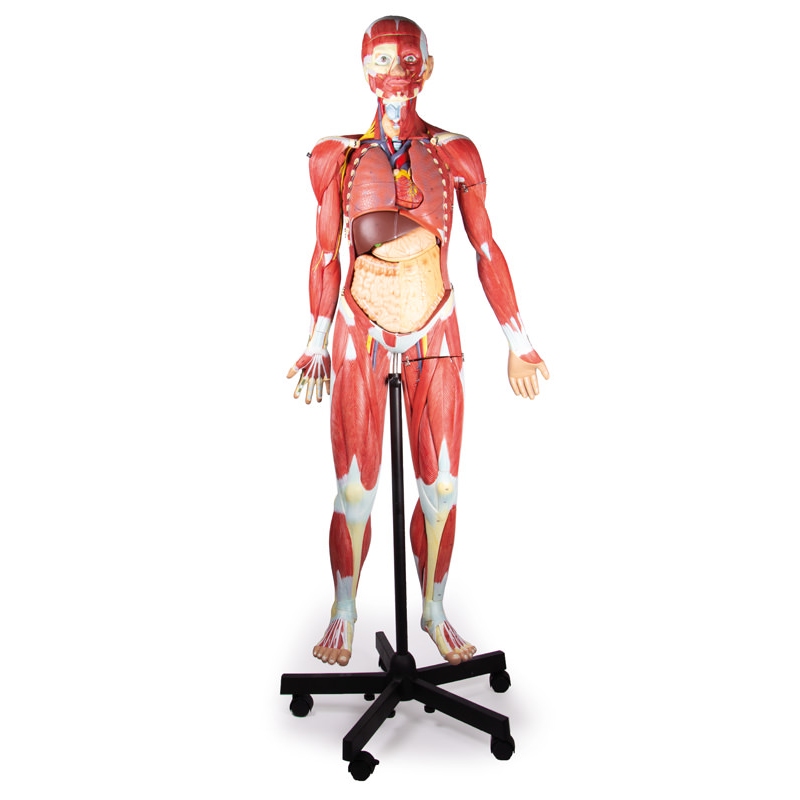 Mišična figura, 2/3 naravne velikosti, 32 delov