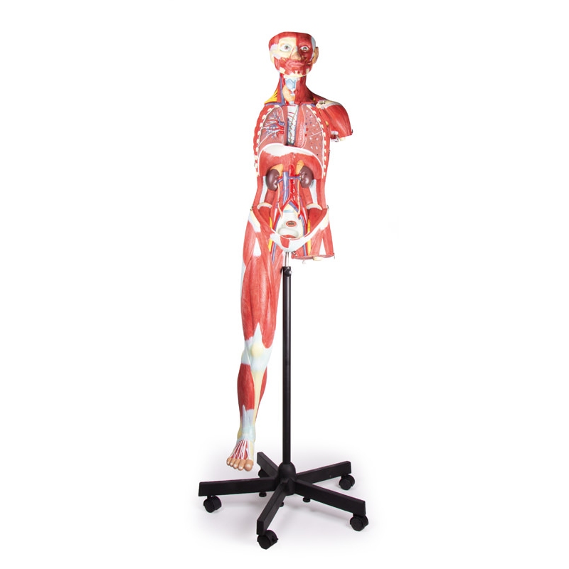 Mišična figura, 2/3 naravne velikosti, 32 delov